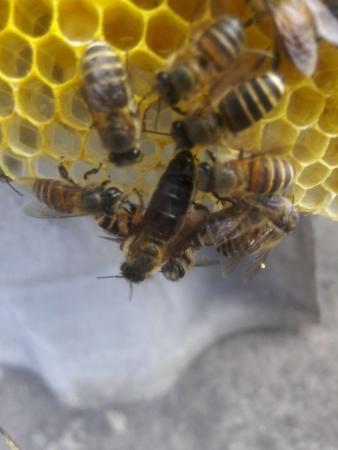 康定中蜂-1 康定中蜂-1