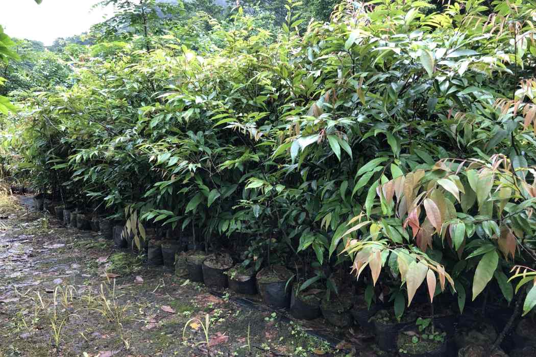 紅錐Pb-20 紅錐Pb-20