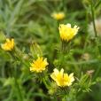 深山毛蓮菜 深山毛蓮菜