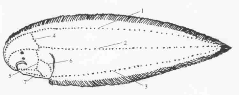 半滑舌鰨有眼側側線管系統 (黑點代表側線孔)
