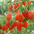寧夏枸杞(Lycium barbarum)