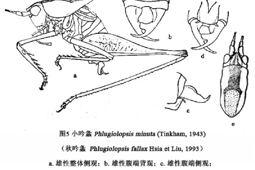 小吟螽 小吟螽