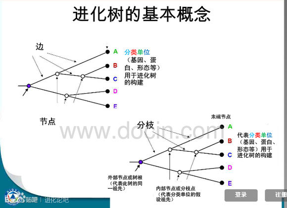 進化論 生物學理論 發展歷史 理論雛形 達爾文時期 孟德爾時期 現代理論 理論定 中文百科全書