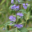 藍花茶 藍花茶