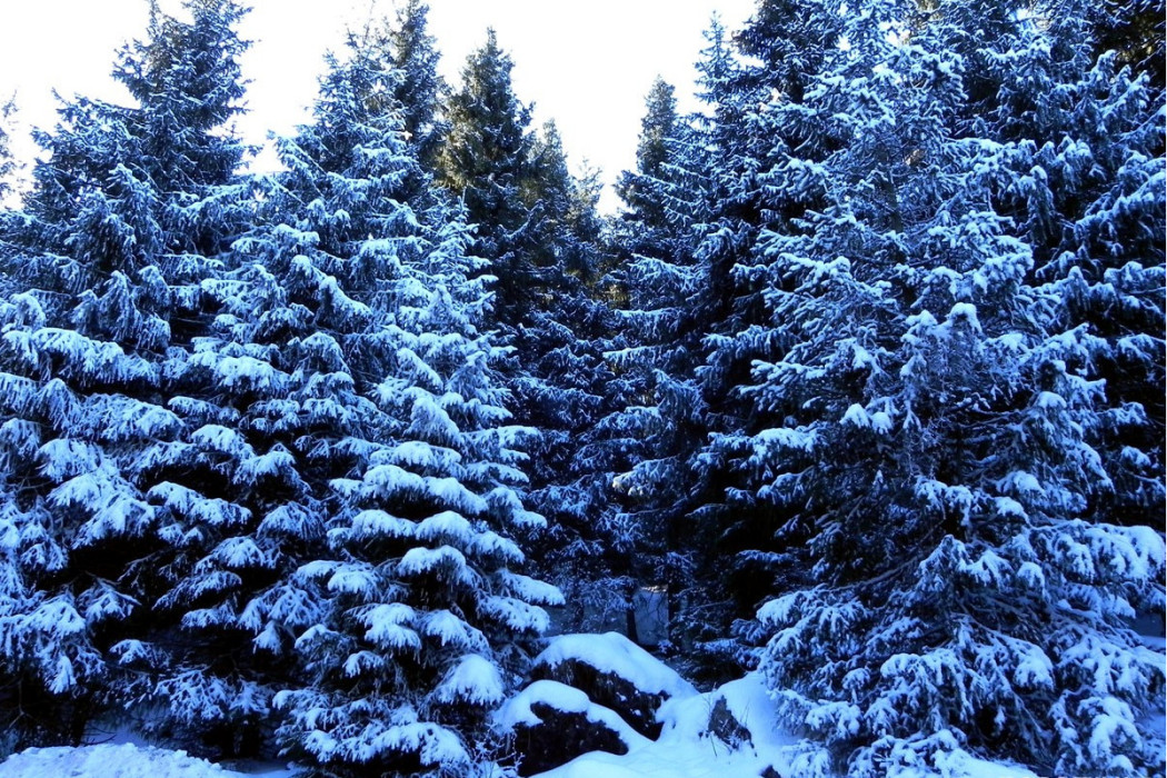 天山松雪 天山松雪