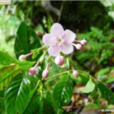 小花粗葉木 小花粗葉木