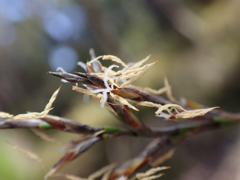 Lepidosperma apricola