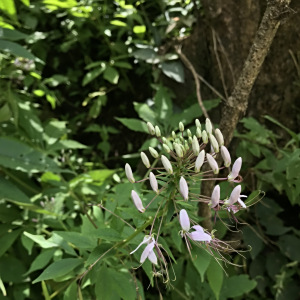 Cleome pilosa