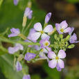 野萊菔 野萊菔