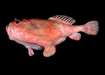 單棘躄魚