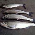 白魚(硬骨魚綱動物)