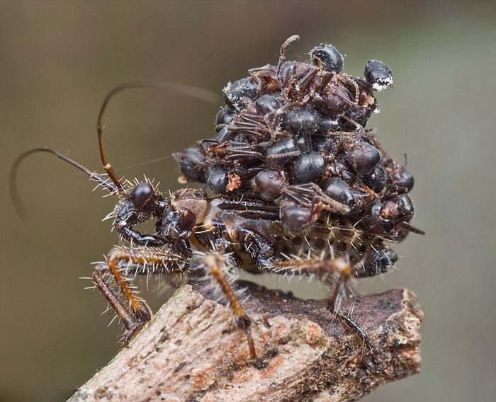 螞蟻設陷阱獵殺昆蟲