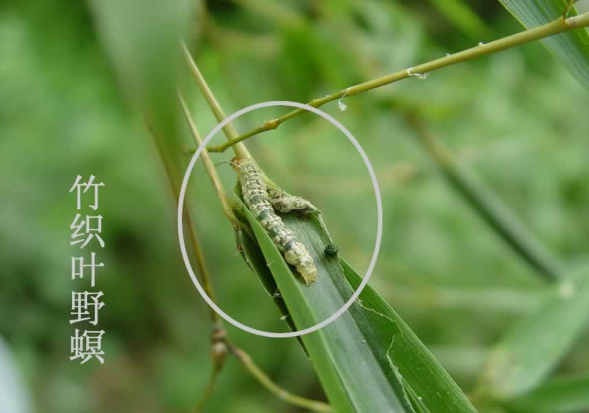竹織葉野螟幼蟲
