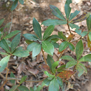 Ternstroemia lineata