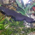 線翎電鰻