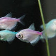 彩裙魚 彩裙魚