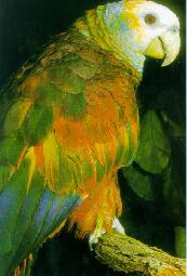 聖文森特綠色亞馬遜鸚鵡
