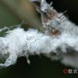 堆蠟粉蚧 堆蠟粉蚧