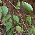 小花野葛 小花野葛