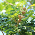 非洲楝(烏檀木)