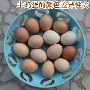 土雞蛋的顏色差異性較大
