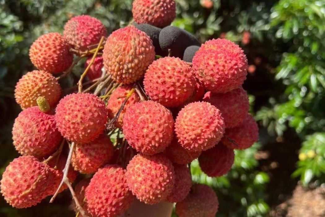 紅脆糯荔枝 紅脆糯荔枝