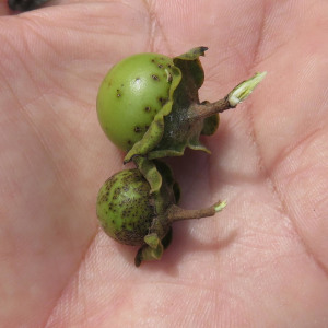 Diospyros yucatanensis