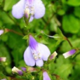 綠蘭花 綠蘭花