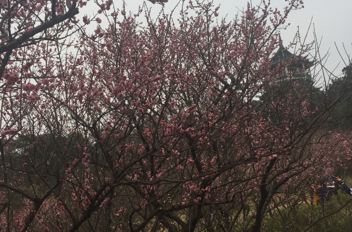 梅園橫山風景區(梅園風景區)