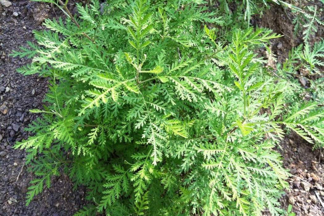 柏枝草 柏枝草