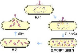 乳酸菌噬菌體