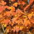 紅槭 紅槭