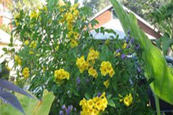 Tecoma stans GOLD STAR