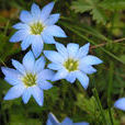 藏報春花(藏報春花)