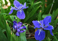 紫鳶花