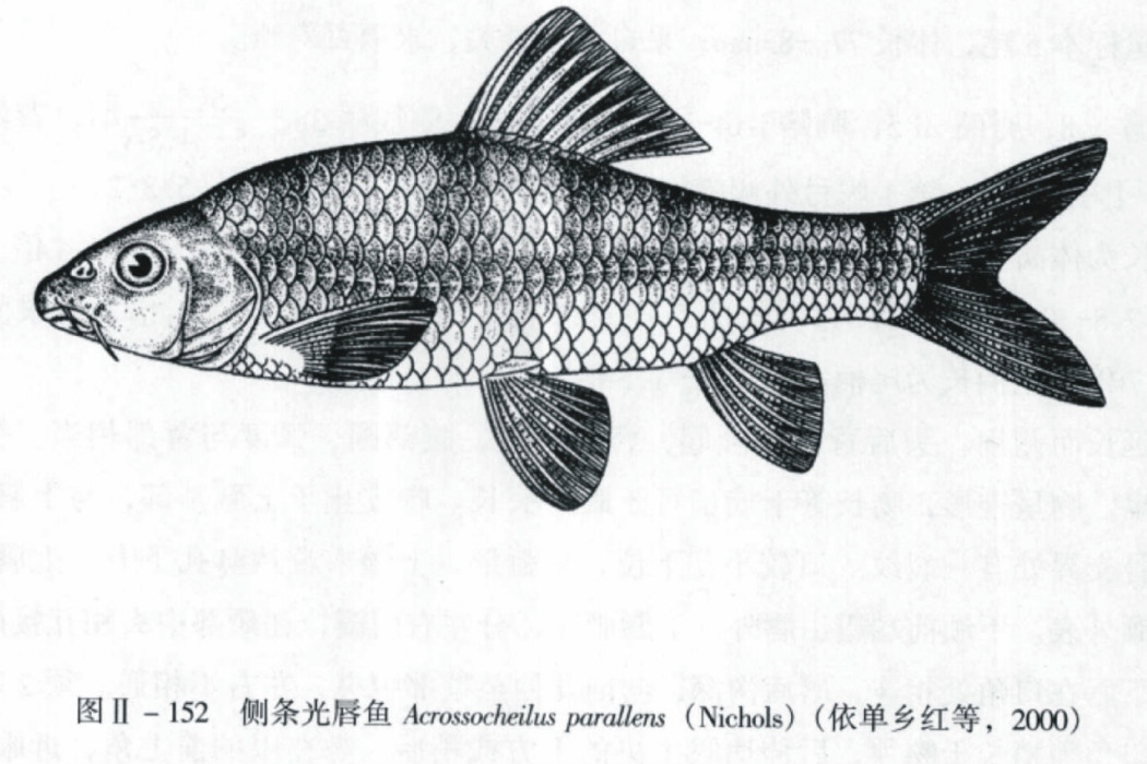 側條光唇魚 側條光唇魚