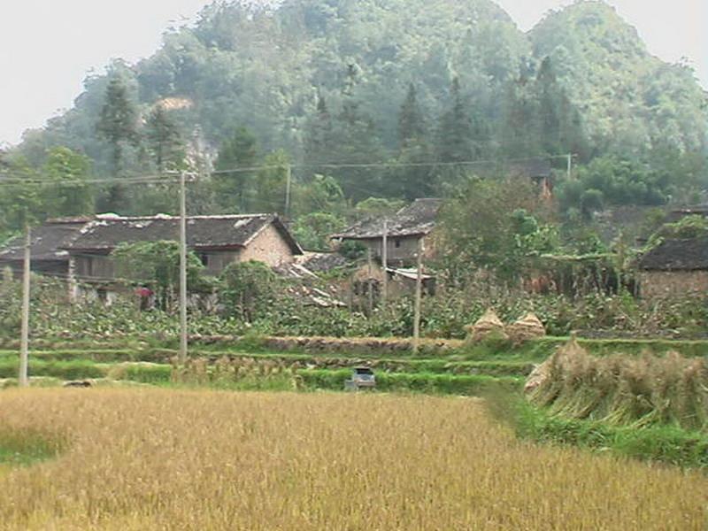 茶地灣村 茶地灣村
