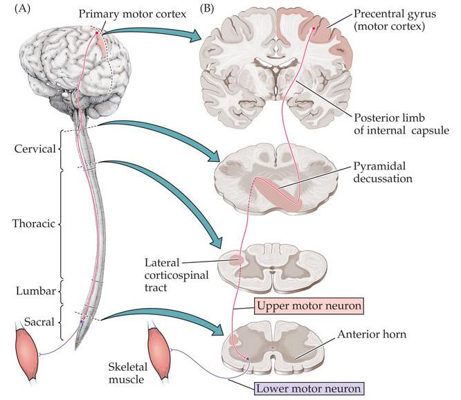 皮質脊髓束