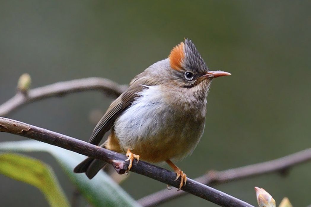 棕肛鳳鶥(棕臀鳳鶥) 棕肛鳳鶥(棕臀鳳鶥)