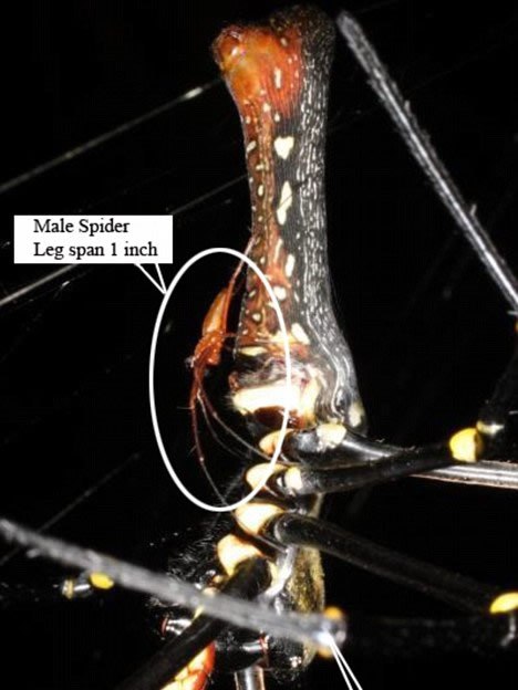 Nephila komaci Nephila komaci