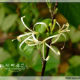 杜楝(植物) 杜楝(植物)