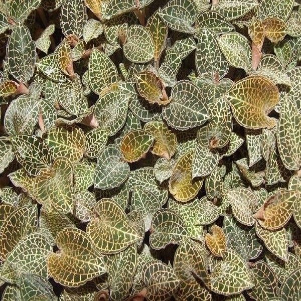 明溪金線蓮 明溪金線蓮