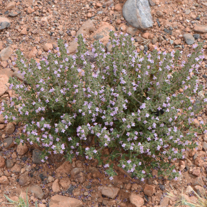 Thymus maroccanus