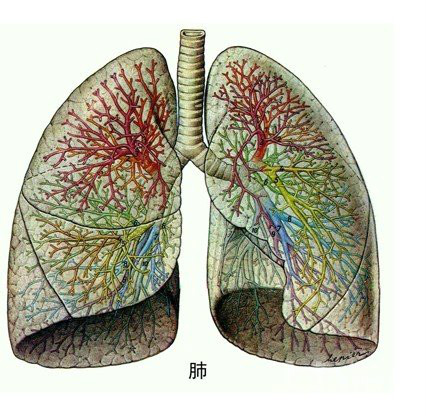 雙肺下葉間質性纖維化