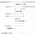 ds-cDNA ds-cDNA