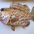 蜂巢石斑魚 蜂巢石斑魚