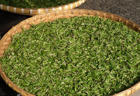 天府茶3號 天府茶3號