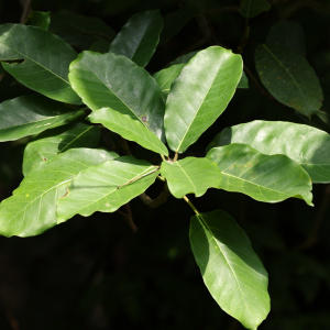 Ficus chlamydocarpa