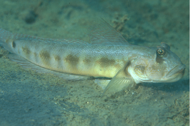 溝蝦虎魚屬 溝蝦虎魚屬
