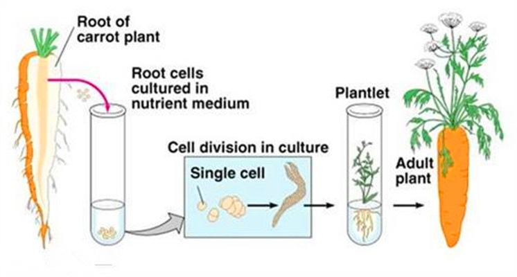 植物細胞全能性
